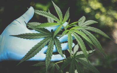 CBD for Sexual Health